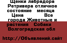 Щенки лабрадора Ретривера отличное состояние 2 месяца › Цена ­ 30 000 - Все города Животные и растения » Собаки   . Волгоградская обл.